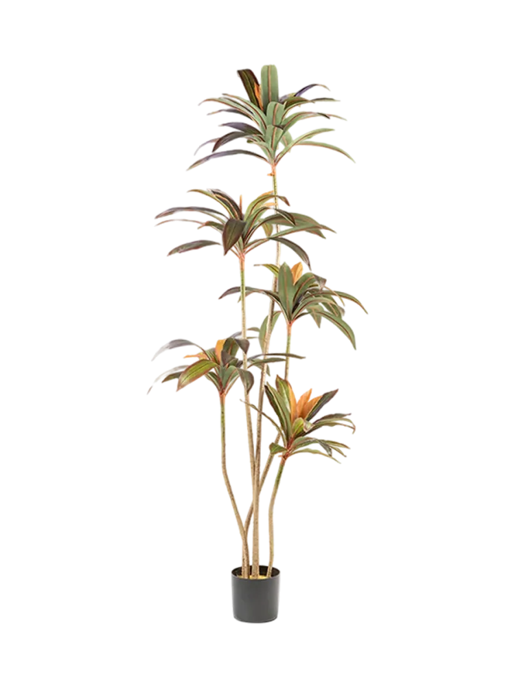 Hochwertige Kunstpflanze „Dracena Roja“ Grün, Braun Schuller