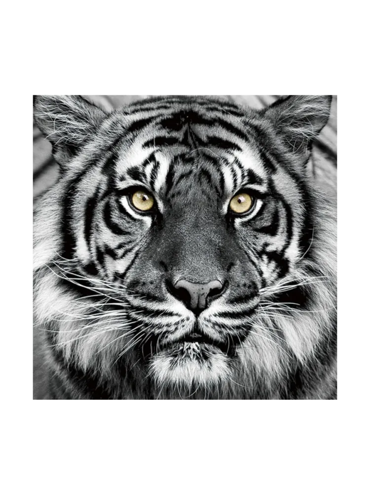 image LAND Bild Tiger in Schwarz und Weiss  | Schubiger Möbel