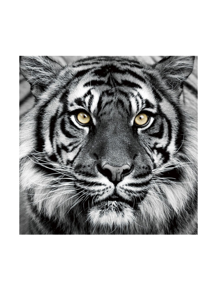 image LAND Bild Tiger in Schwarz und Weiss  | Schubiger Möbel