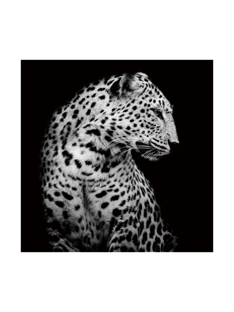 image LAND Digitaldruck auf Glas Leopard in Der Nacht  | Schubiger Möbel