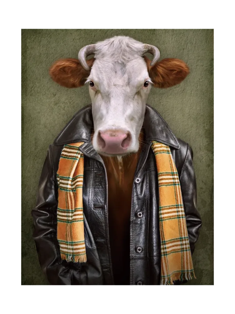 image LAND Digitaldruck auf Glas Rind mit Lederjacke  | Schubiger Möbel