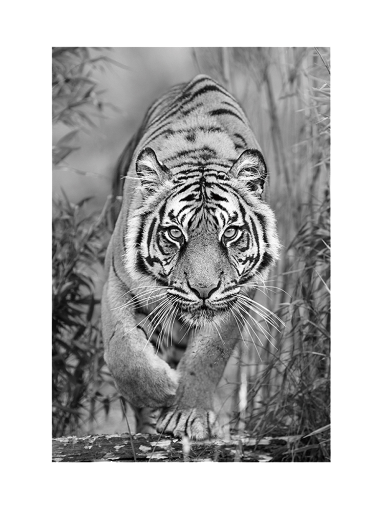 image LAND Digitaldruck auf Glas Tiger Auf Der Jagd  | Schubiger Möbel