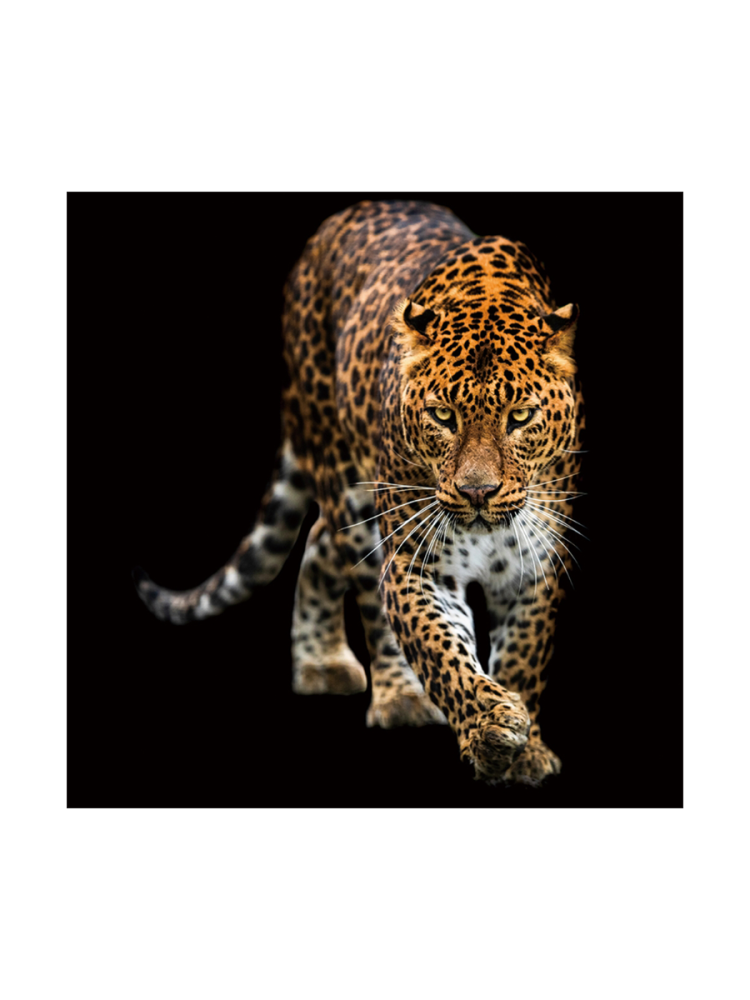 image LAND Digitaldruck auf Glas Schleichender Leopard  | Schubiger Möbel