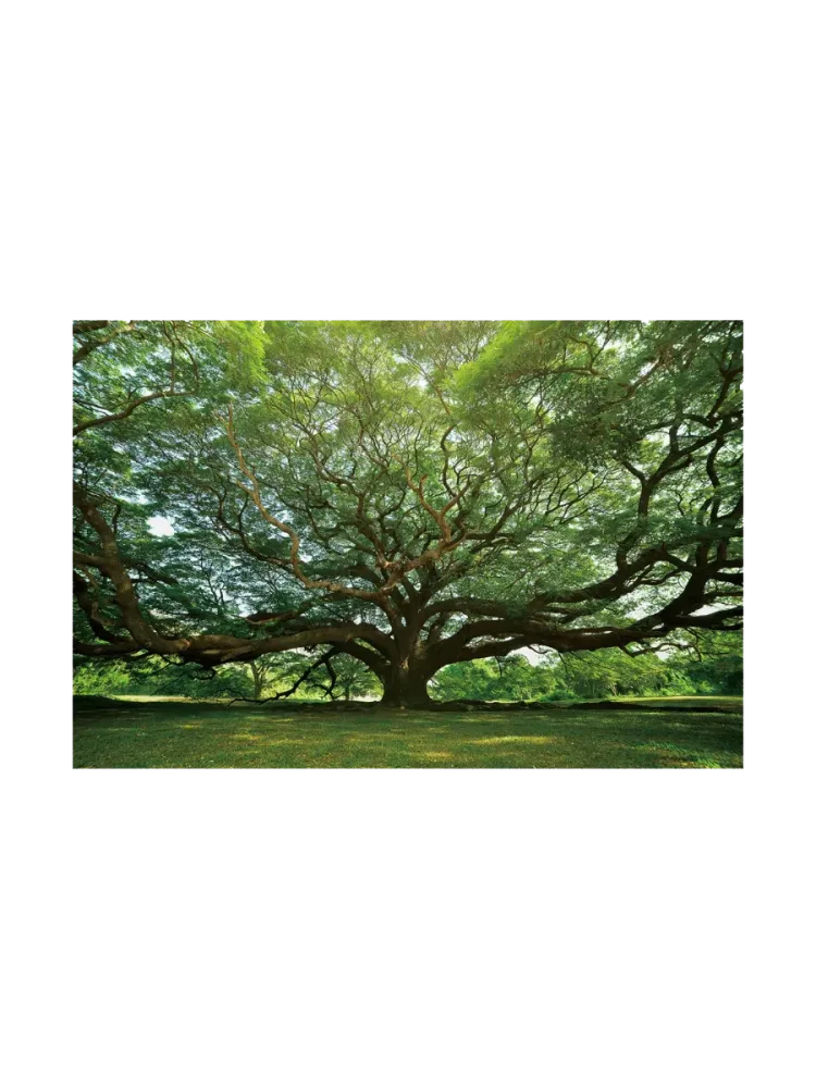 image LAND Digitaldruck auf Glas Gigantischer Baum  | Schubiger Möbel