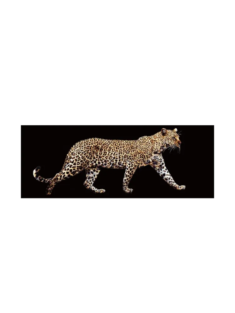 Glasbild „Leo on Tour“ 60 x 160 cm Crea Collection