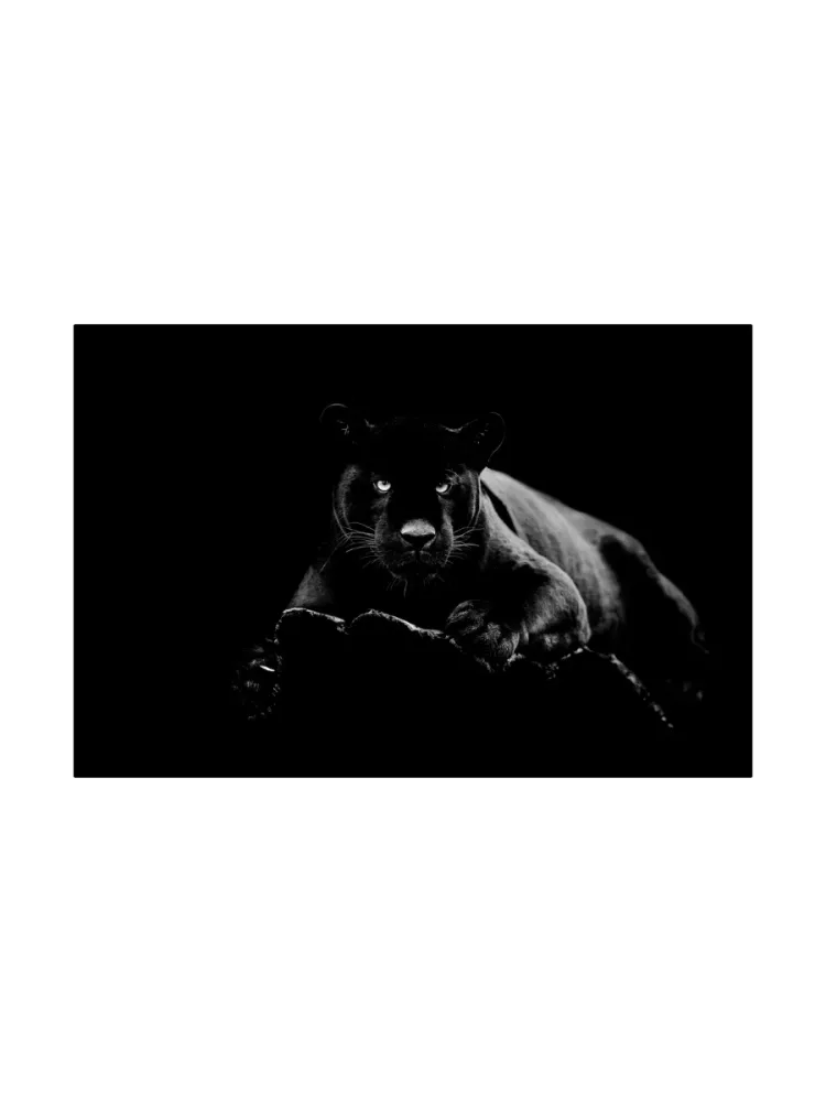 image LAND Digitaldruck auf Glas Panther  | Schubiger Möbel
