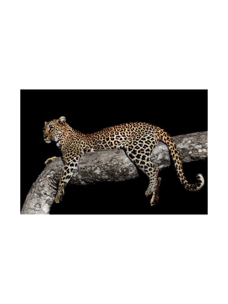 Glasbild „Entspannter Leopard“ 80 x 120 cm Crea Collection