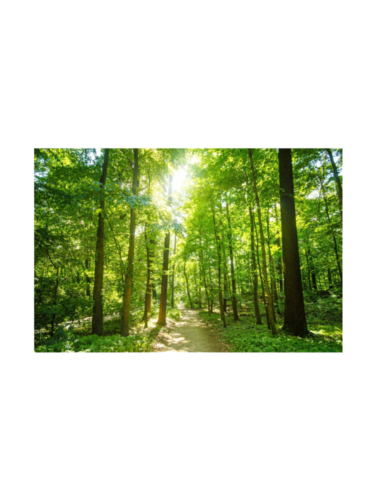 image LAND Digitaldruck auf Glas Waldweg  | Schubiger Möbel