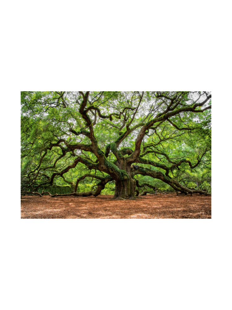 image LAND Digitaldruck auf Glas Verzweigter Baum  | Schubiger Möbel