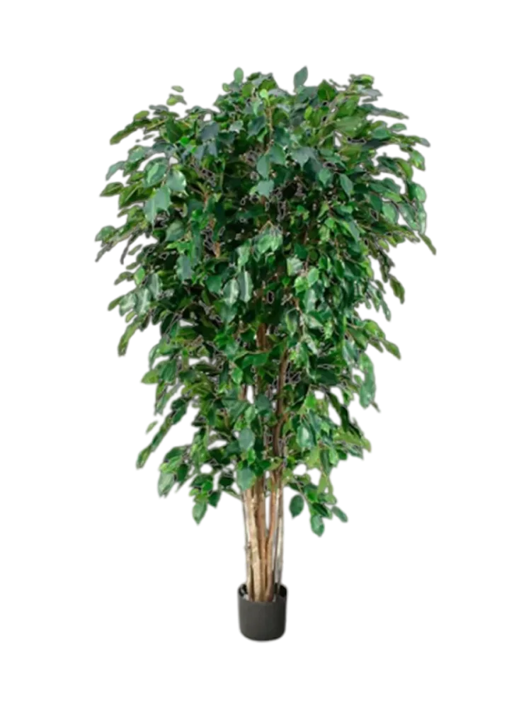 Lebensechte Kunstpflanze „Ficus Benjamina Exotica XL“ Ø 90 x 180 cm Baq Design