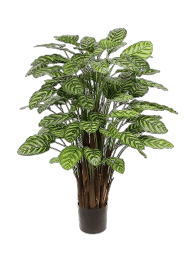 Lebensechte Kunstpflanze „Calathea Makoyana“, Ø 80 x 115 cm Baq Design