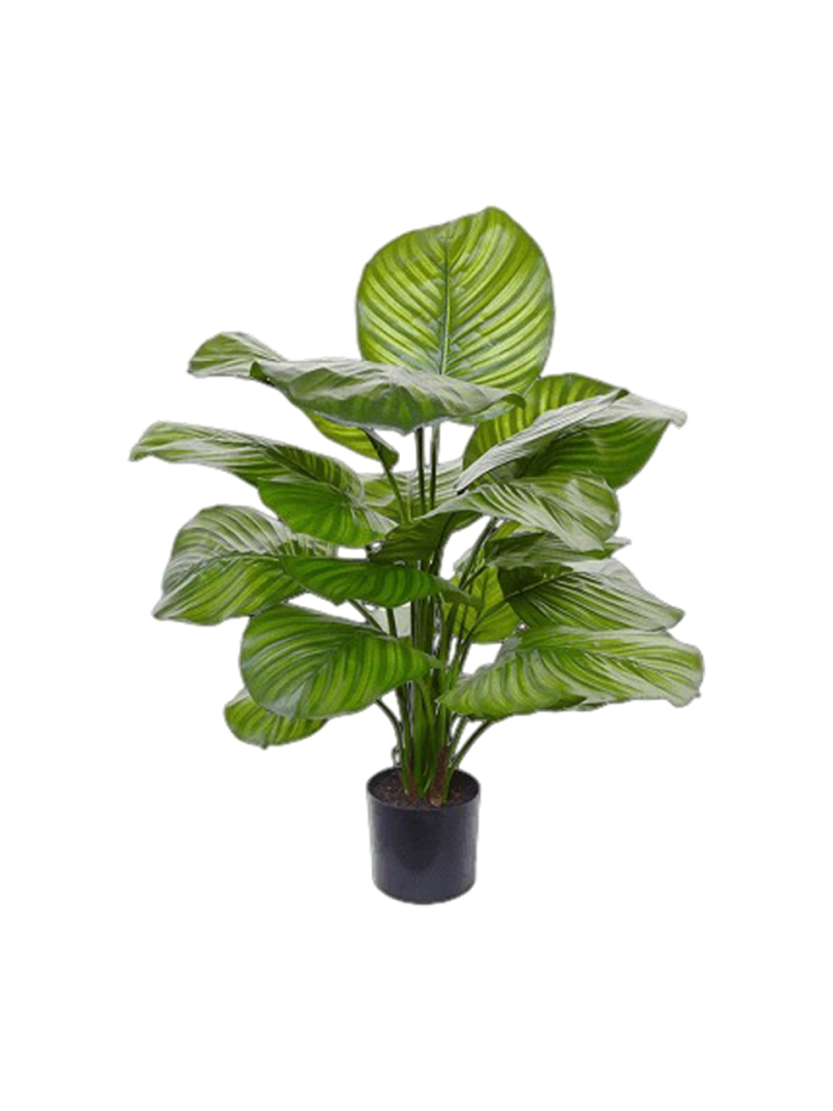 Lebensechte Kunstpflanze „Calathea Fasciata“, verschiedene Grössen Baq Design
