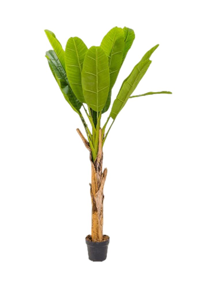 Lebensechte Kunstpflanze „Banana Tuft“, verschiedene Grössen Baq Design