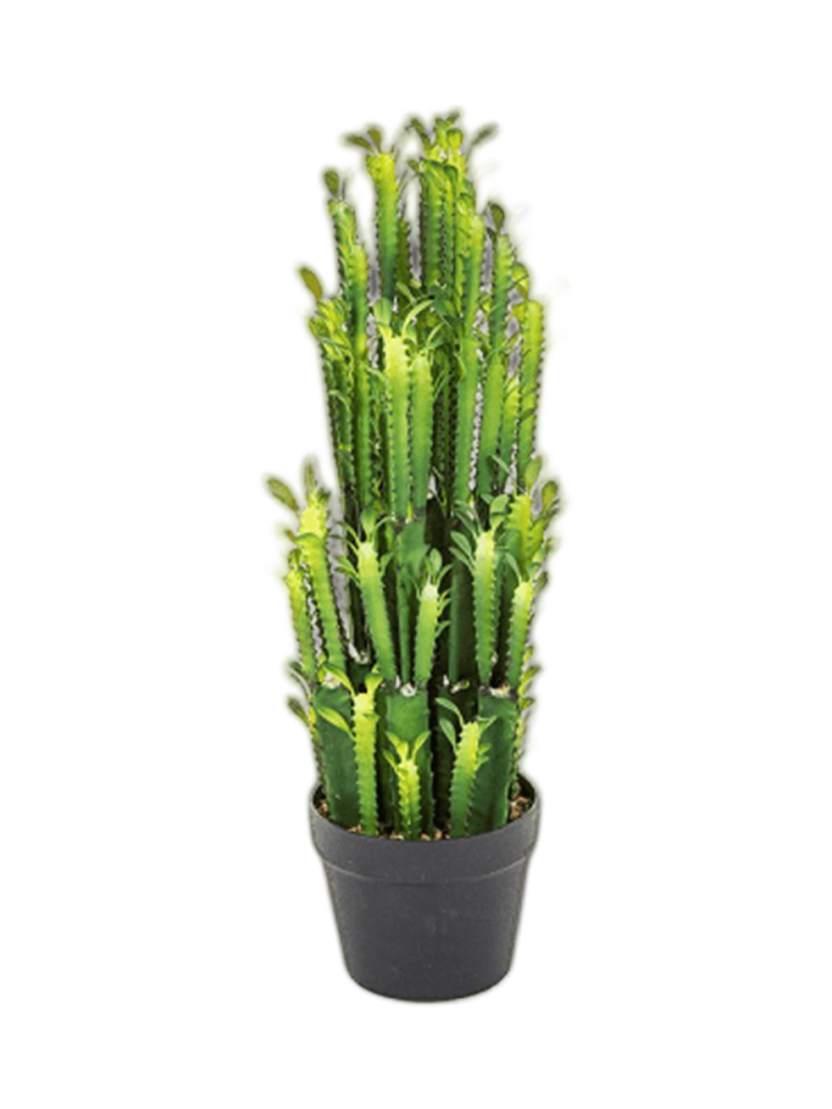Lebensechte Kunstpflanze „Euphorbia Trigona Cactus“, Ø 20 x 64 cm Baq Design