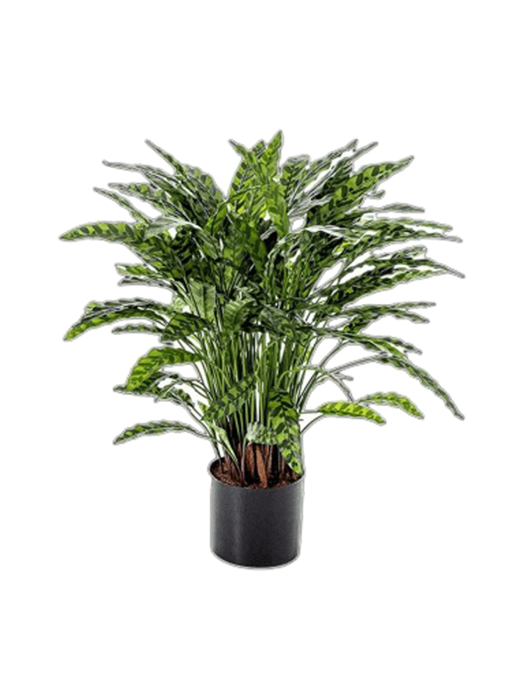 Lebensechte Kunstpflanze „Calathea“ Ø 75 x 88 cm Baq Design