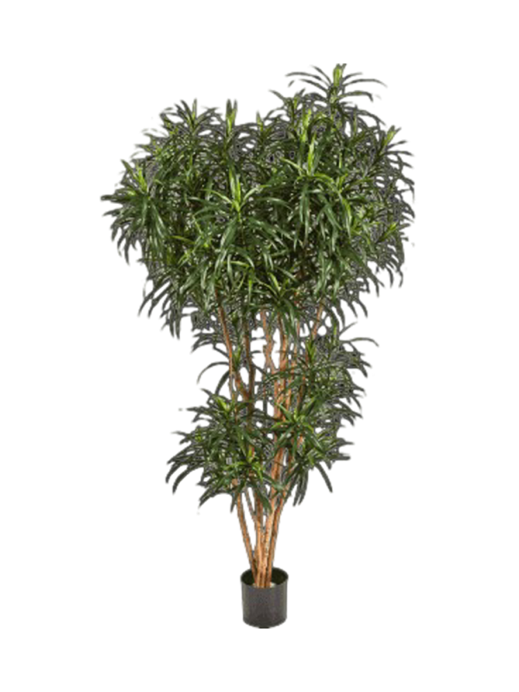 Lebensechte Kunstpflanze „Dracanea Reflexa Anita“, verschiedene Grössen Baq Design