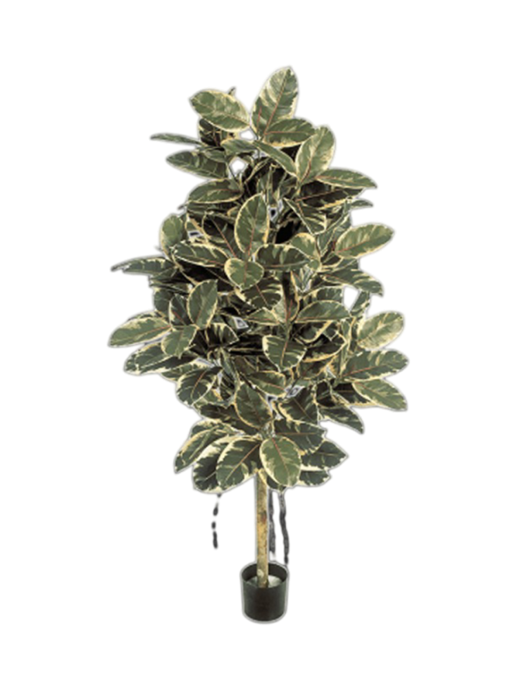 Lebensechte Kunstpflanze „Ficus Elastica Variegated Tree“ Ø 65 x 140 cm Baq Design