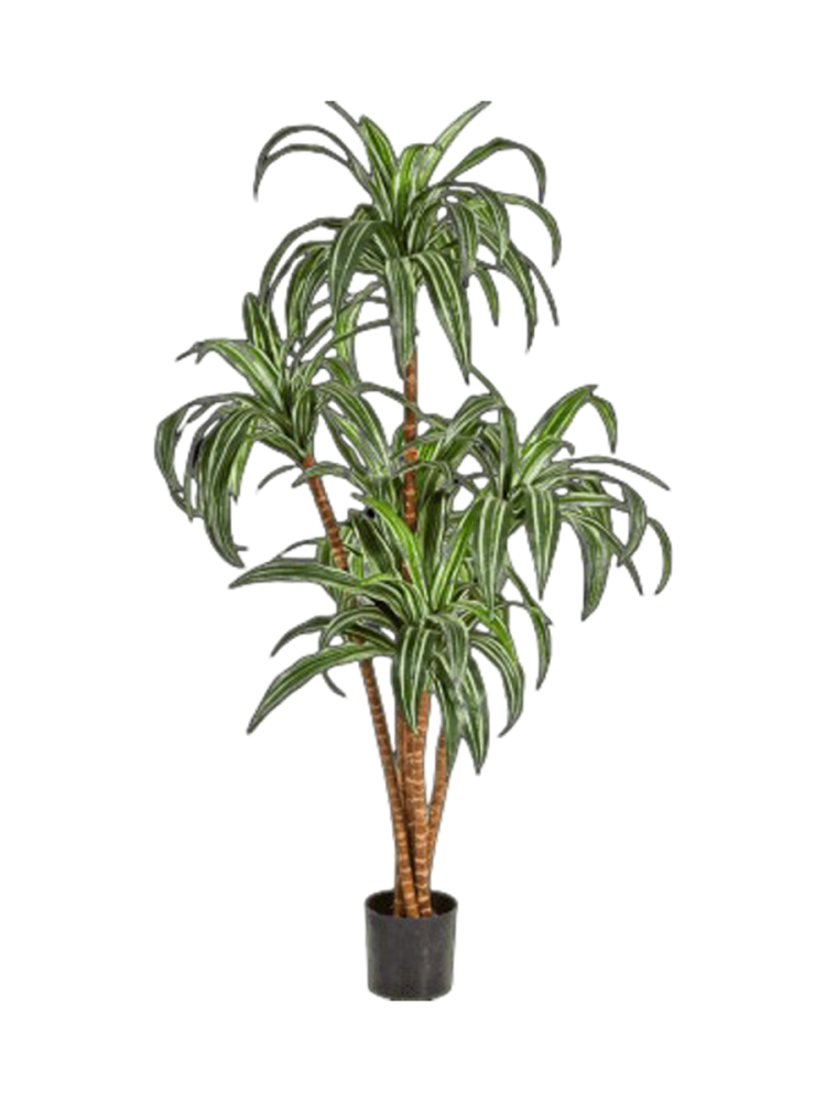 Lebensechte Kunstpflanze „Dracanea Branched“ Ø 55 x 150 cm Baq Design