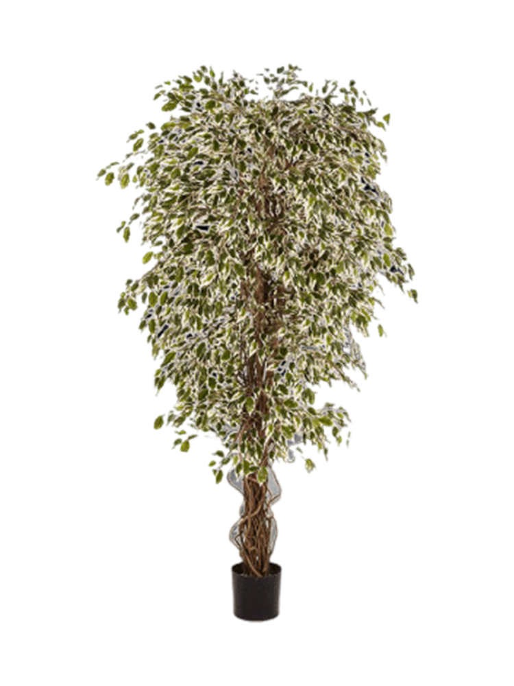 Lebensechte Kunstpflanze „Ficus Hawaiian Liana Branched“, verschiedene Grössen Baq Design