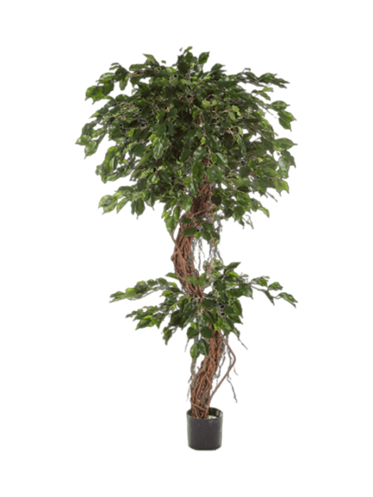 Lebensechte Kunstpflanze „Ficus Exotica Corkscrew XL“, verschiedene Grössen Baq Design