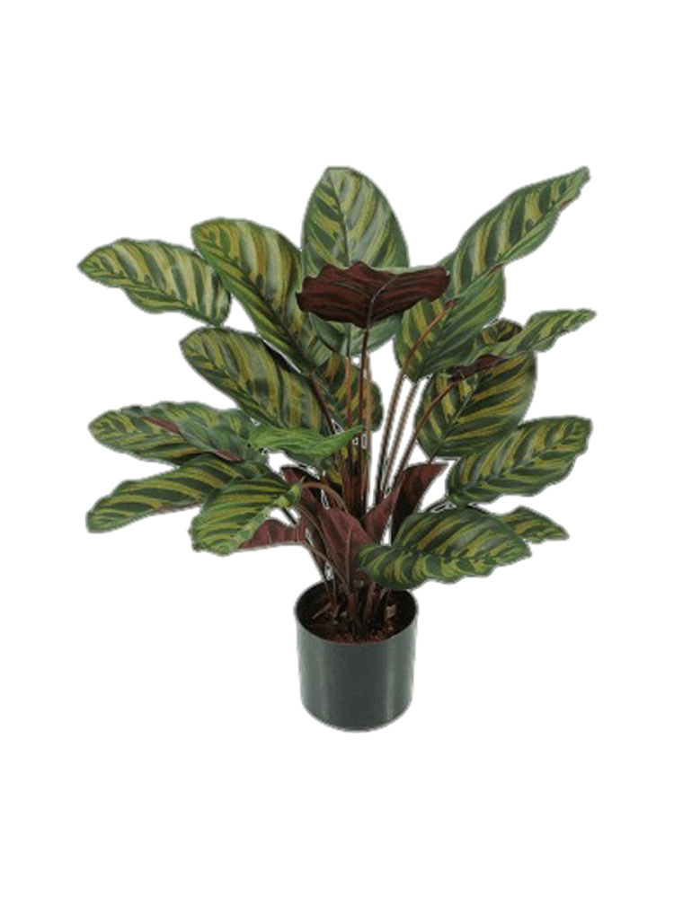 Lebensechte Kunstpflanze „Calathea Makoyana“, verschiedene Grössen Baq Design