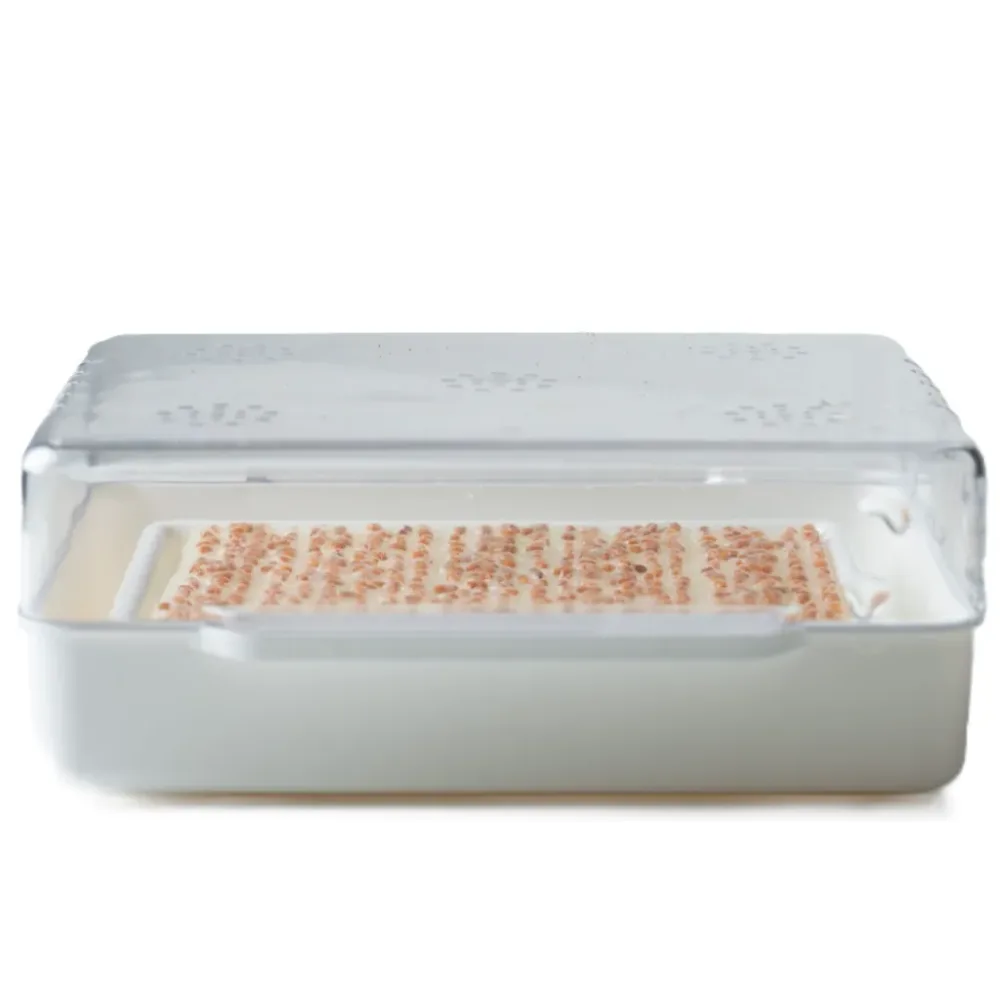 Wyss Garten Cresspad RucolaCress Bio (3 Stk)