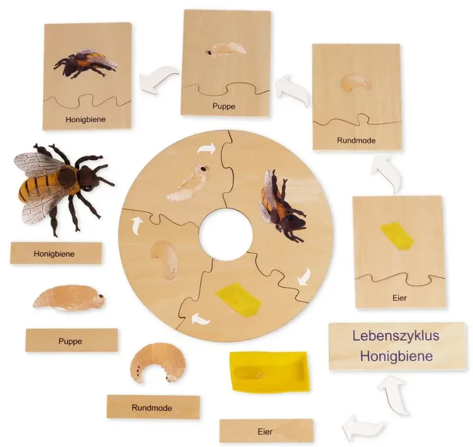 TimeTEX Lebenszyklus einer Honigbiene, in Holzbox Montessori Premium (1 Stk)