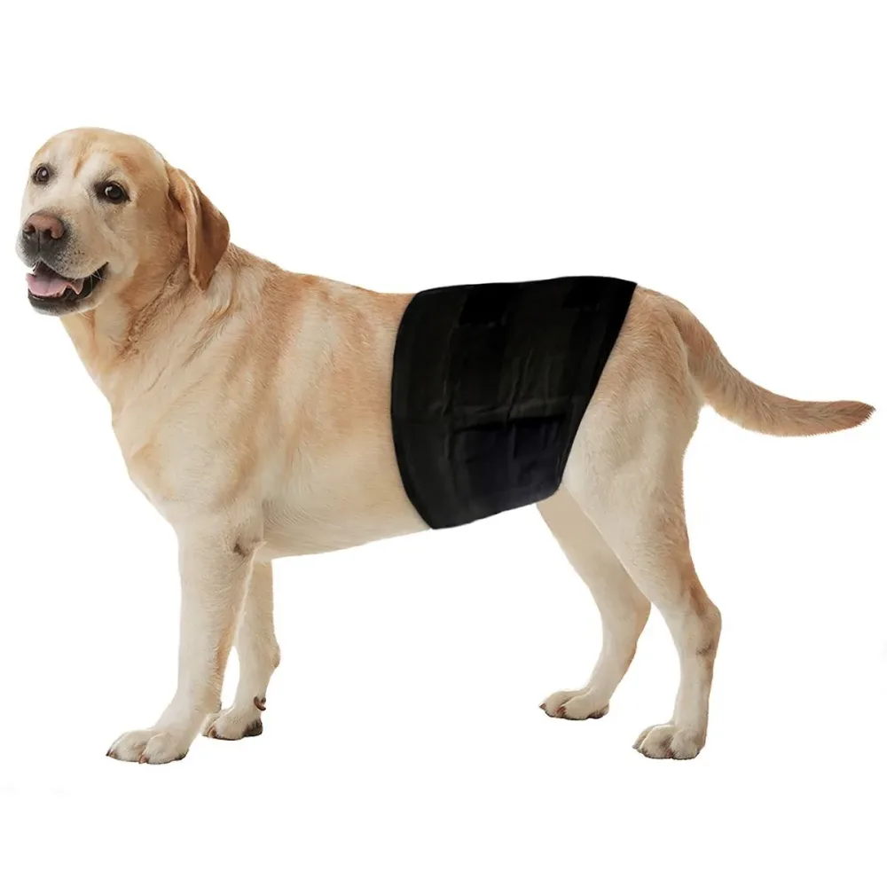 Freezack Einweg-Windeln für Rüden, Bauchumfang 46-60cm (1x12 Stk)