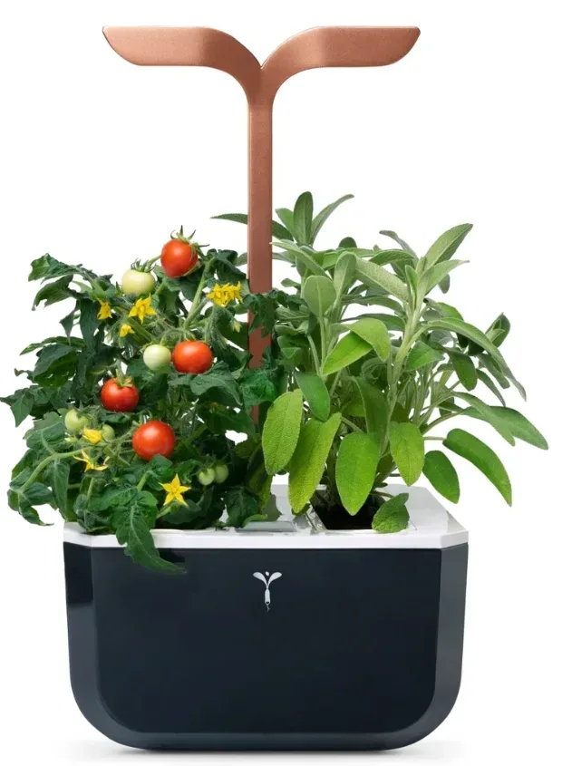 VÉRITABLE SMART Indoor-Gemüsegarten Schwarz