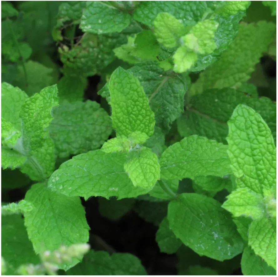 Magic Garden Seeds Rundblättrige Minze/Apfelminze Bio Saatgut (1 Stk)