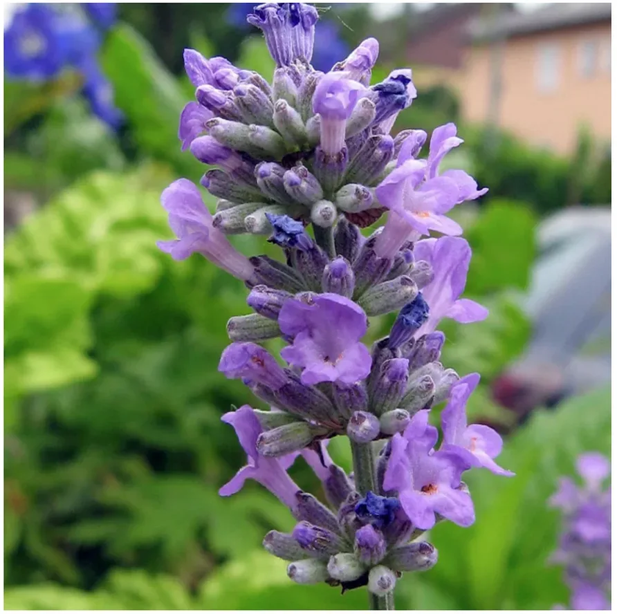 Magic Garden Seeds Echter Lavendel Bio Saatgut (1 Stk)