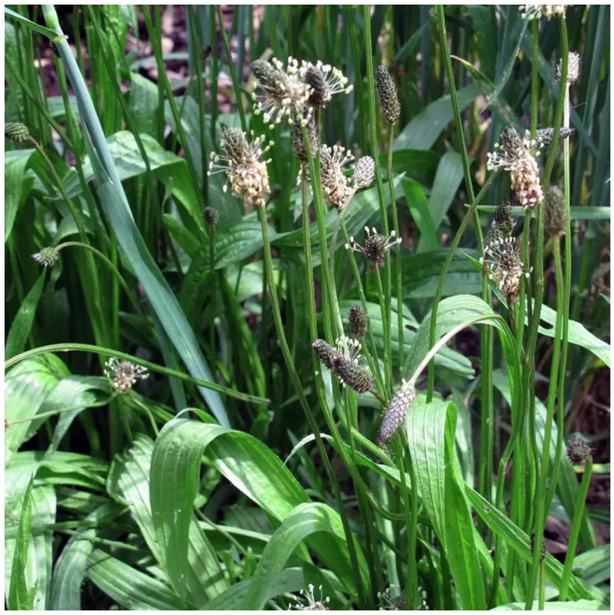 Magic Garden Seeds Spitzwegerich Bio Saatgut (1 Stk)