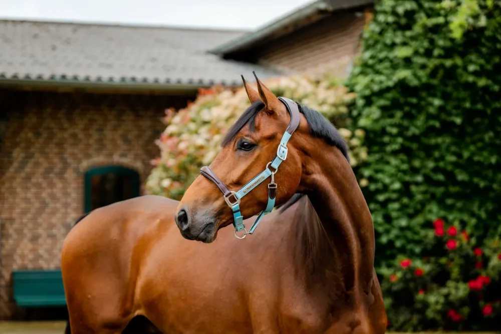 Horseware Halfter Signature Compeition - Brown/Blue Haze -  Grösse Halfter: Pony, Farbe: Brown/Blue Haze