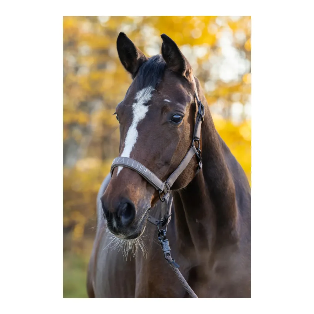 Covalliero Halfter H/W 2026 Milky Chocolate
