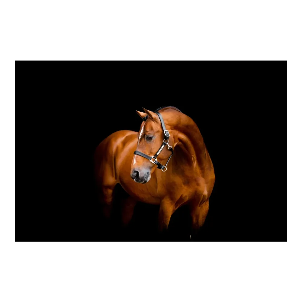 Horseware Lederhalfter Signature - Black -  Farbe: Black, Grösse Halfter: Cob