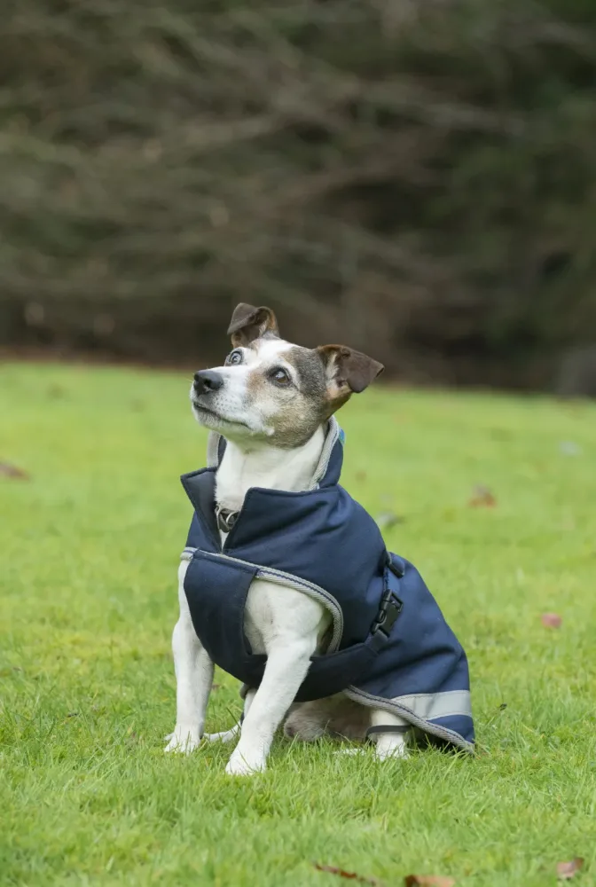 Bucas Hundedecke Freedom 150g - Navy/Silber -  Grösse: 30 cm