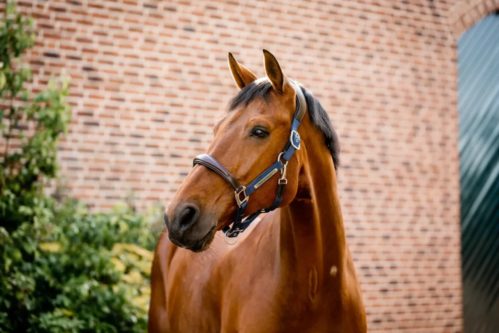 Horseware Halfter Signature Compeition - Brown/Navy -  Farbe: Brown/Navy, Grösse Halfter: Pony