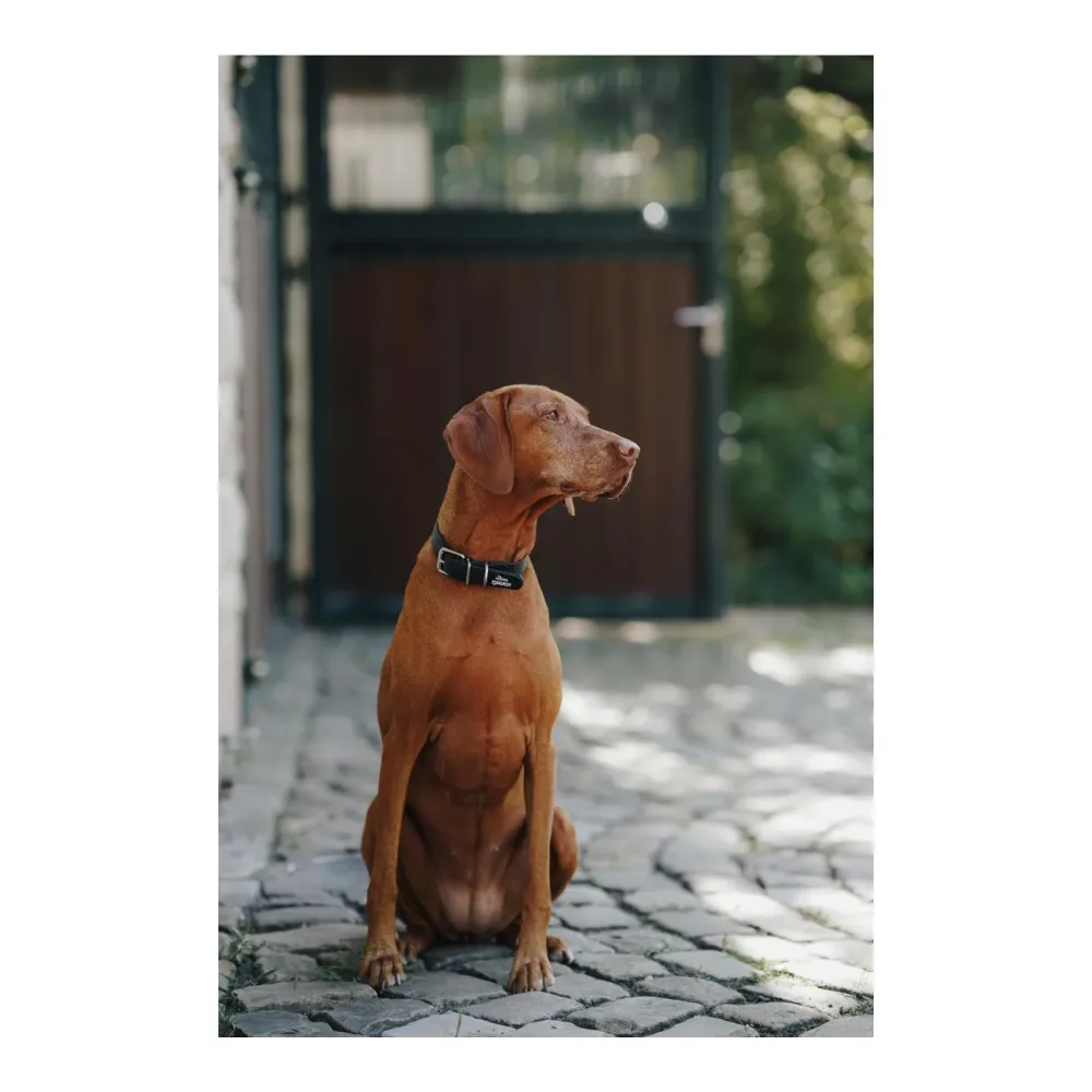 Eskadron Hundehalsband SPARK Schwarz