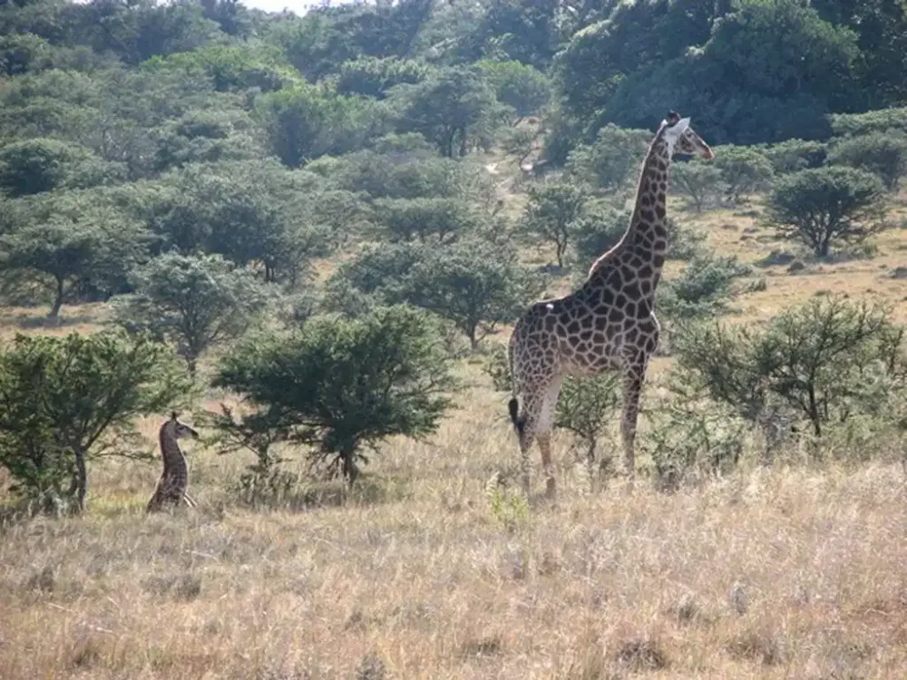 Amakhala Game Reserve - Bukela Game Lodge