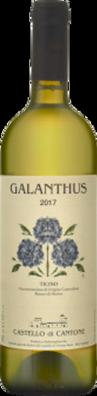 Ticino DOC Bianco di Merlot Galanthus Castello di Cantone - 2023 - Tessin, Schweiz