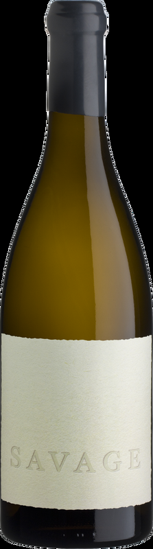 White Savage - 2024 - Coastal Region, Südafrika