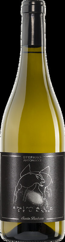 Animale Celeste Sauvignon Blanc Santa Barbara - 2023 - Marche, Italien