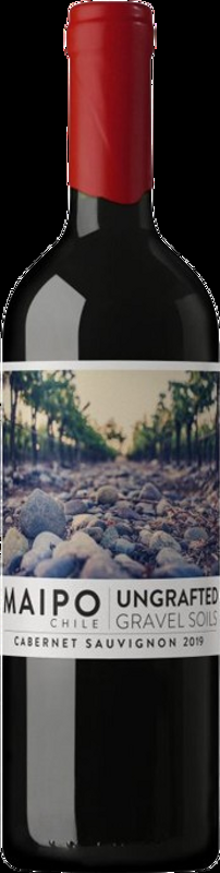 Cabernet Sauvignon Ungrafted De Martino - 2021 - Valle Central, Chile