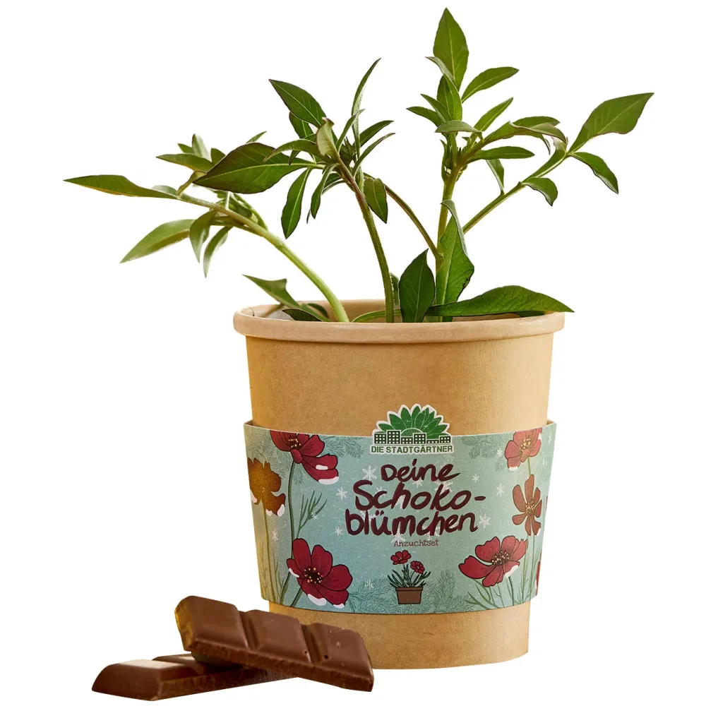 Schokoblumen Anzucht-Set im Becher