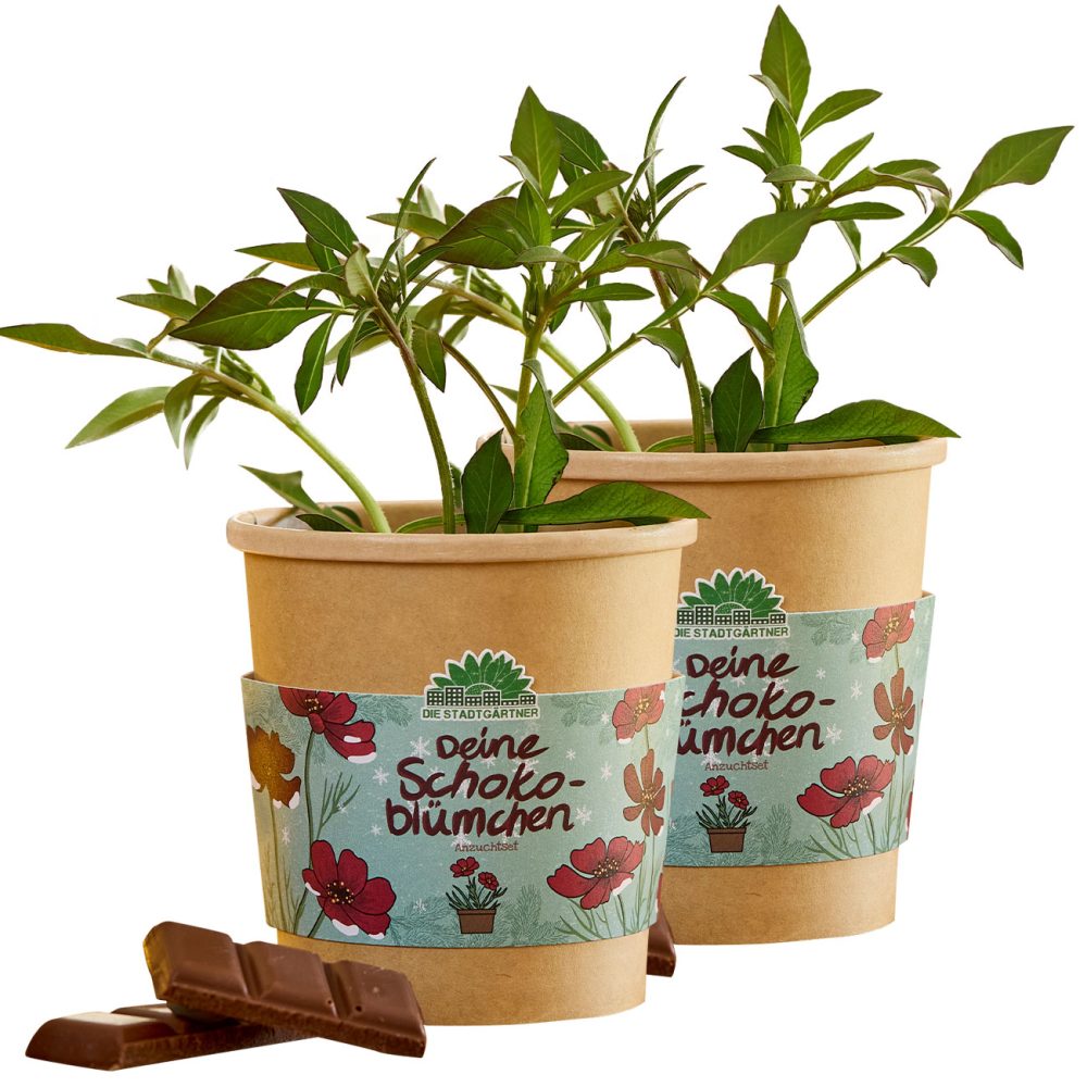 2er-Set Schokoblumen Anzucht-Set im Becher