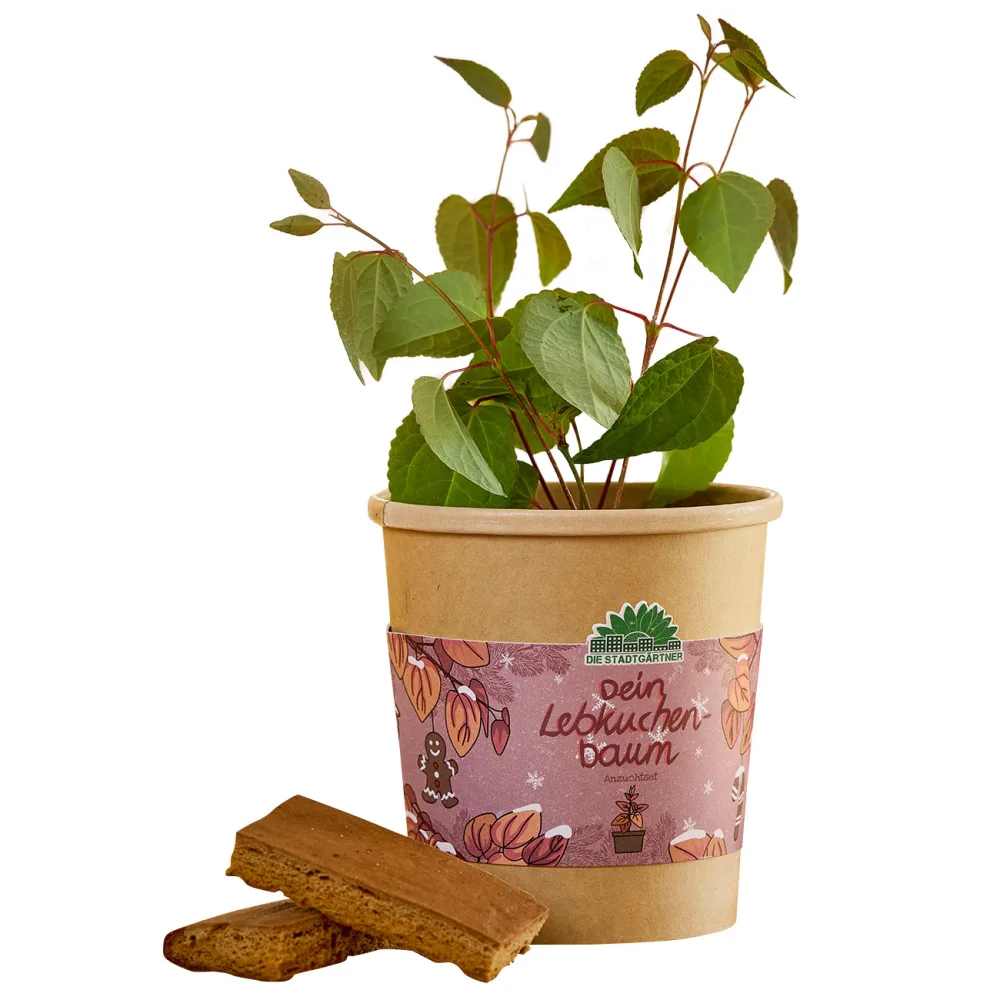 Lebkuchenbaum Anzuchtset