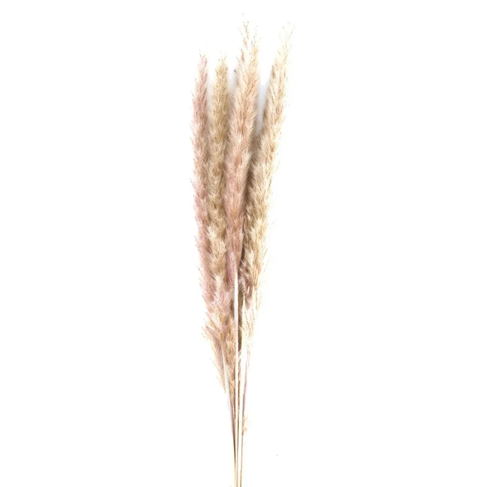 Pampasgras im 6er-Bund, Trockenblumen Deko in Vasen oder Gestecken, natur, 65 - 75 cm