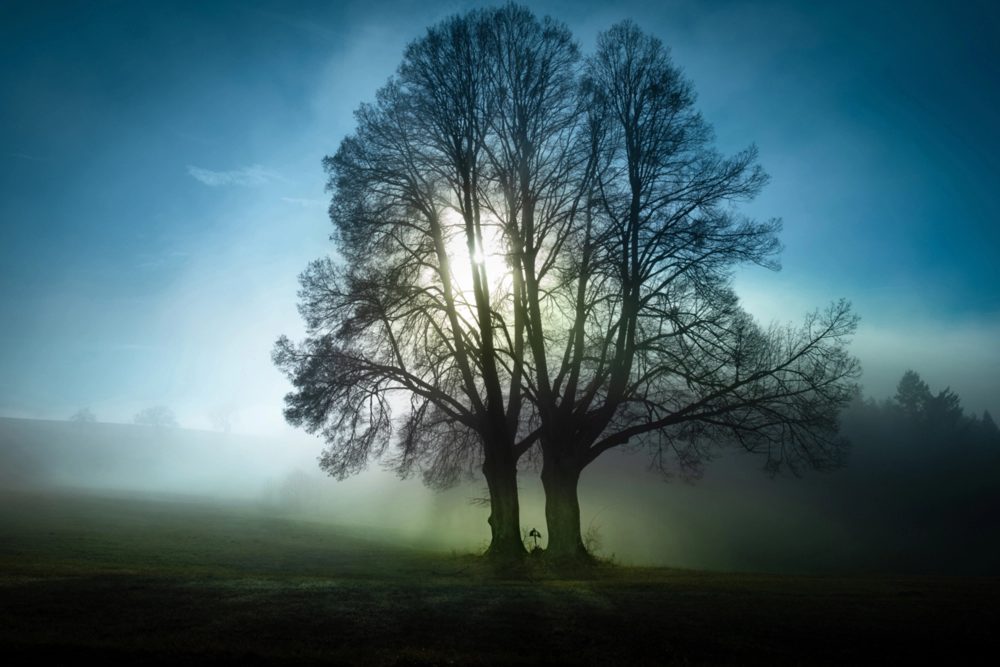 image LAND Alubild Bäume im Morgennebel  | Schubiger Möbel