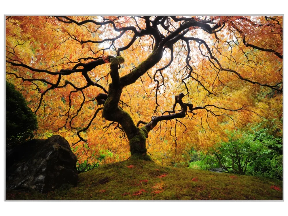 image LAND Bild mit Rahmen Der Baum  | Schubiger Möbel