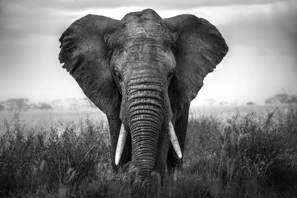 image LAND Alubild Großer Elefant  | Schubiger Möbel